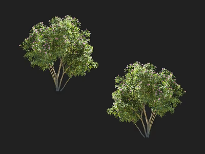 Two Green Shrubs With Lush Leaves And Purple Flowers Isolated On Black Background 3d model
