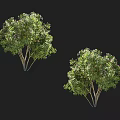 Two Green Shrubs With Lush Leaves And Purple Flowers Isolated On Black Background
