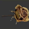 Natural Dried Rose Plant with Orange Yellow Wilted Petals on Gray Background