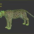 Realistic Leopard with Black Spots Standing in Gray Background Showing Reflection 3d model