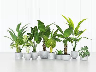 Various Types of Green Potted Plants in Different Sizes White Pots on White Background 3d model