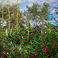 Vibrant Pink Flowers and Lush Green Plants in Garden With Blue Sky Background