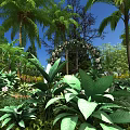 Lush Green Garden With Palm Trees Decorated Arch White Flowers And Large Leaves