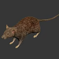 Detailed Brown Furry Rat With Long Tail On Black Background Showing Reflection