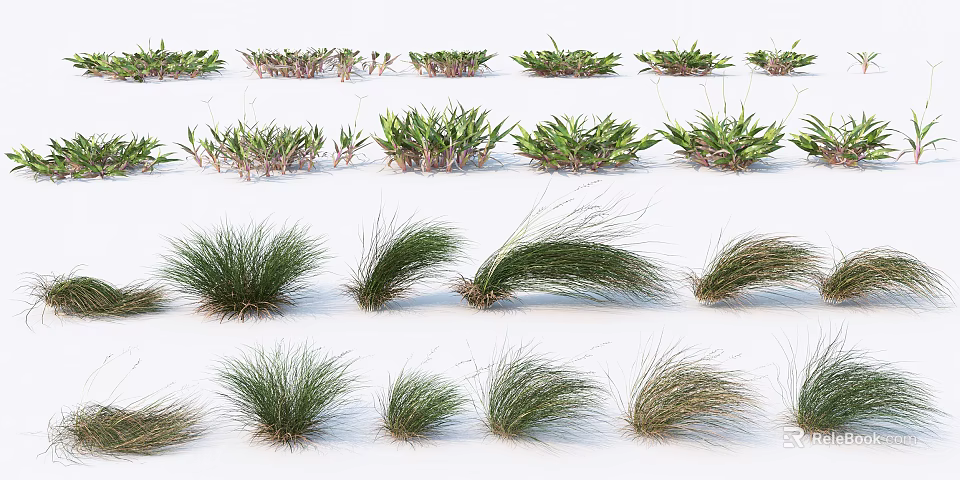 Different Varieties of Grasses and Small Plants Arranged in Rows for Display Collection 3d model 