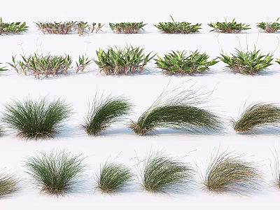 Different Varieties of Grasses and Small Plants Arranged in Rows for Display Collection 3d model