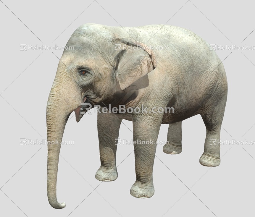 Elephant Elephant Chinese Elephant Asian Elephant African Elephant 3d model