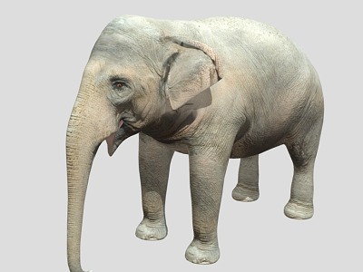 Elephant Chinese Elephant Asian Elephant African Elephant 3d model