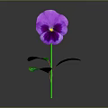 Vibrant Purple Pansy Flower With Green Leaves On Gray Background