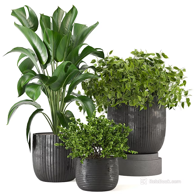 Bonsai Potted Plants With Green Leafy Foliage Various Sizes And Ceramic Pots For Indoor Decor 3d model 