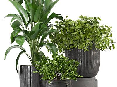 Bonsai Potted Plants With Green Leafy Foliage Various Sizes And Ceramic Pots For Indoor Decor 3d model
