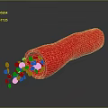 Anatomical View of Red Tubular Organ with Hair-like Structures and Internal Flowing Granules