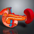3D Anatomical Illustration of Human Organs with Vascular Structures and Internal Details