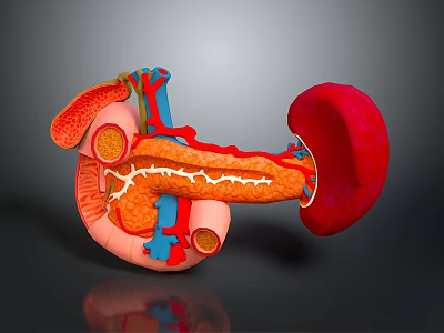 3D Anatomical Illustration of Human Organs with Vascular Structures and Internal Details 3d model