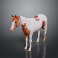 Brown and white spotted horse standing as 3D model on grey background with reflection