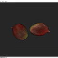 Two Red and Green Mangoes on Blue Background with Fresh Natural Appearance