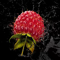 Close Up Fresh Juicy Raspberry with Splashing Water Droplets on Black Background