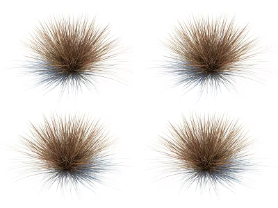 Four Brown Grass Tufts On White Background Natural Decorative Plants 3d model