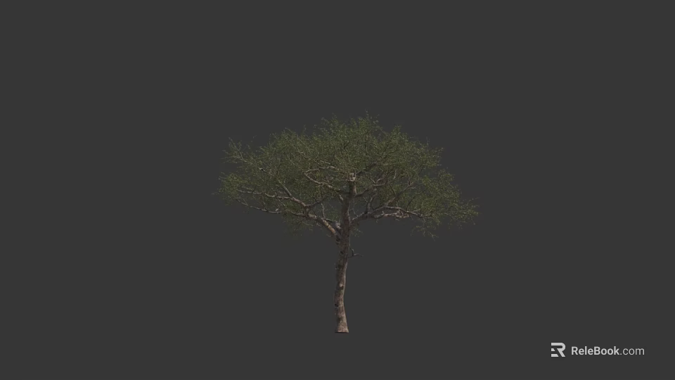Single Arbor Tree With Tall Trunk And Green Lush Foliage On Dark Background 3d model 