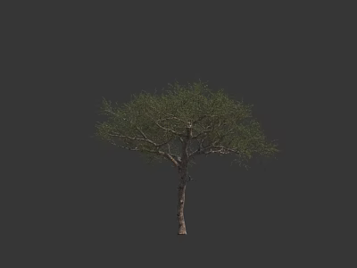 Single Arbor Tree With Tall Trunk And Green Lush Foliage On Dark Background 3d model
