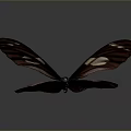 Dark Brown Butterfly With White Spots On Spread Wings Against Dark Smooth Background