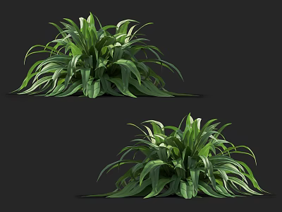 Two Lush Green Leafy Plants With Long Wavy Leaves For Indoor Decor 3d model