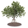 Lush Green Deciduous Tree With Strong Trunk And Tripod Support On Soil Base 3d model