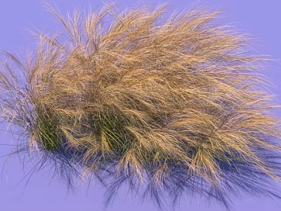 Beautiful Brown Fluffy Ornamental Grass With Slender Leaves On Purple Background 3d model