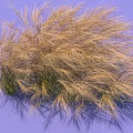 Beautiful Brown Fluffy Ornamental Grass With Slender Leaves On Purple Background