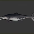 Spotting Dolphin Cartoon Dolphin Animation Dolphin Animation Dolphin Animation Character Game Character 3d model