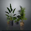 Indoor Plant Arrangement With Large Leaf And Palm Plants In Woven And Concrete Planters