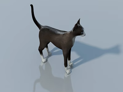 Reptile Lizard With Brown And White Body Standing On Reflective Surface 3d model