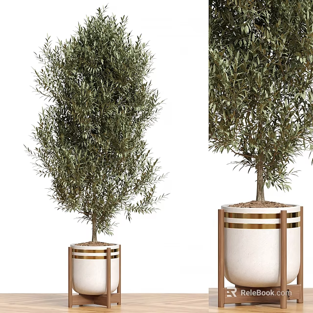 Olive Tree Garden Decor With White Planter And Wooden Frame Design 3d model 