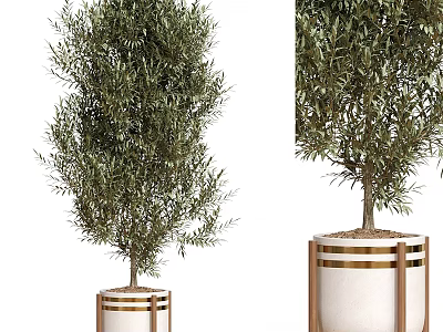 Olive Tree Garden Decor With White Planter And Wooden Frame Design 3d model