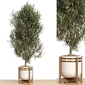 Olive Tree Garden Decor With White Planter And Wooden Frame Design