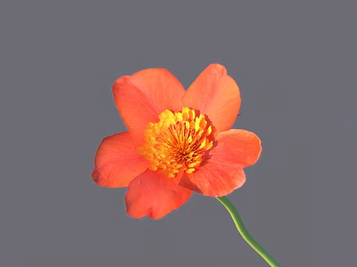 Vibrant Orange Flower with Bright Petals Yellow Center and Green Stem on Gray Background 3d model