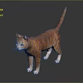 Orange Tabby Cat Standing On Black Glossy Surface With Gray Background