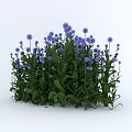 Lush Flower Bush With Green Leaves And Purple Blooms In Garden