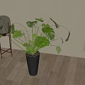 Large Indoor Monstera Potted Plant in Dark Brown Pot with Wooden Floor and Curtain