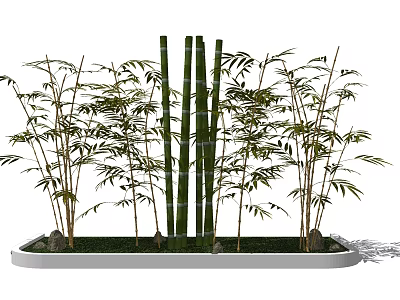 Green Bamboo Plants With Tall Stalks And Lush Leaves In Decorative Planter 3d model