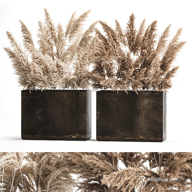 Modern Decorative Potted Plants In Black Square Planters With Dried Pampas Grass 3d model 