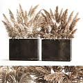 Modern Decorative Potted Plants In Black Square Planters With Dried Pampas Grass