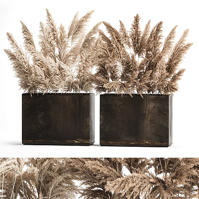 Modern Decorative Potted Plants In Black Square Planters With Dried Pampas Grass 3d model