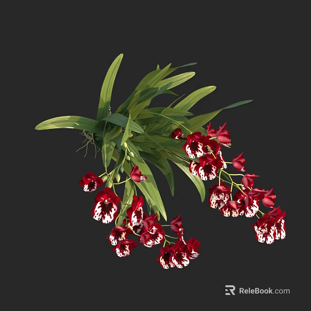 Red and White Orchids with Green Long Leaves in Lush Bloom Against Black Background 3d model 