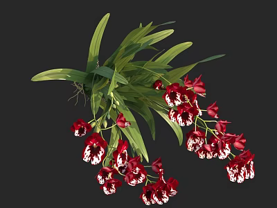 Red and White Orchids with Green Long Leaves in Lush Bloom Against Black Background 3d model
