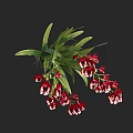 Red and White Orchids with Green Long Leaves in Lush Bloom Against Black Background