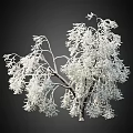 Snow Covered Arbor with Frosted Branches and White Snow in Winter Natural Scene