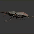 Giant Stag Beetle with Large Mandibles and Dark Exoskeleton on Gray Background