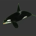 Black And White Orca Aquatic Animal With Dorsal Fin And Open Mouth