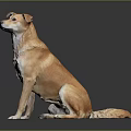 Tan and White Dog Sitting on Shiny Black Surface With Gray Background 3d model